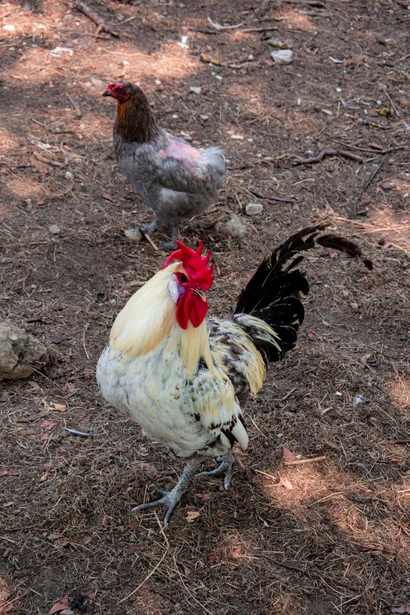 Pres Du Zoo De Beauval, Gites Agreable "Au Havre De Paix" Couffy Dış mekan fotoğraf